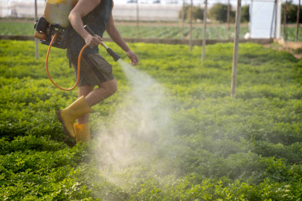 Best Wasp Removal Services  in Mayfair, CA