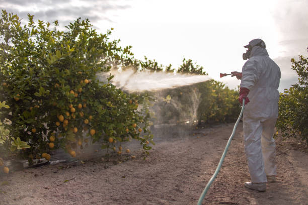 Best Emergency Pest Control  in Mayfair, CA