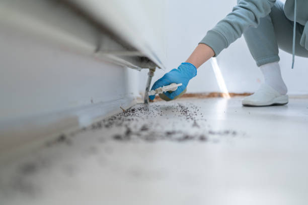 Best Local Pest Control Services  in Mayfair, CA